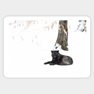 Black Wolf in winter Sticker